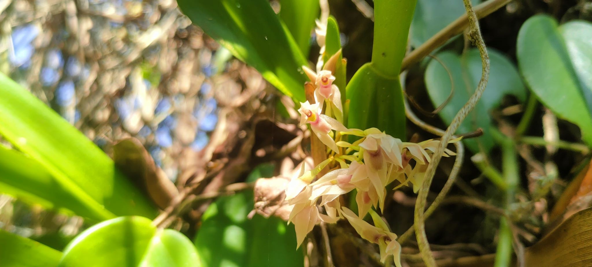 Maxillaria densa